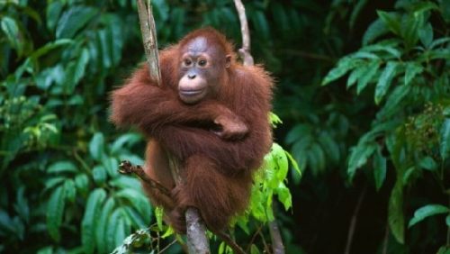 Orangutan in Kota Kinabalu